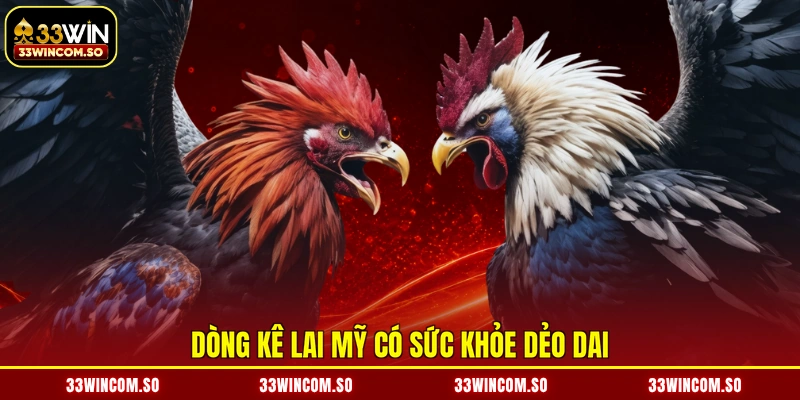 Đá Gà Cựa Dao - Trường Đấu Kịch Tính, Kiếm Tiền Hết Ý 3 Dòng kê lai Mỹ có sức khỏe dẻo dai